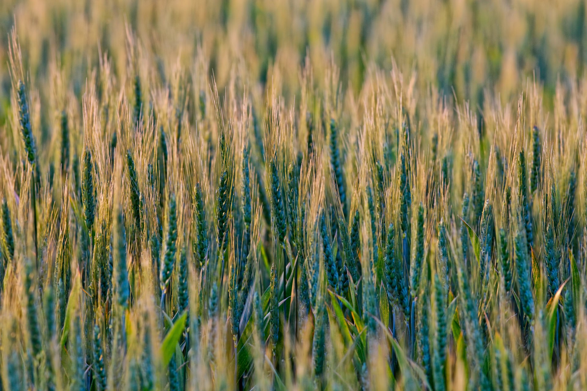 blé céréales champ