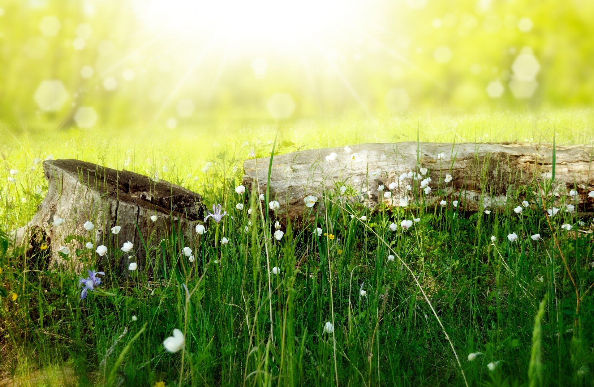 lato natura kikut trawa kwiaty światło bokeh kłoda larisa koshkina