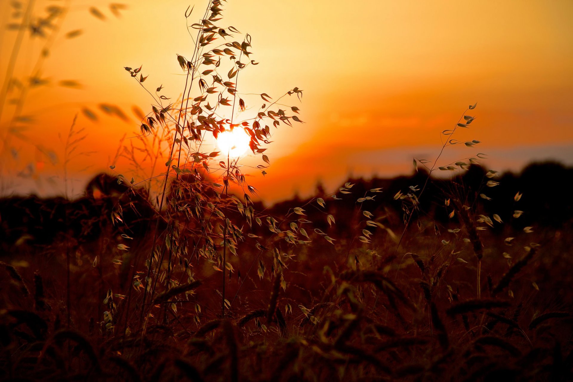 été coucher de soleil soleil herbe gros plan