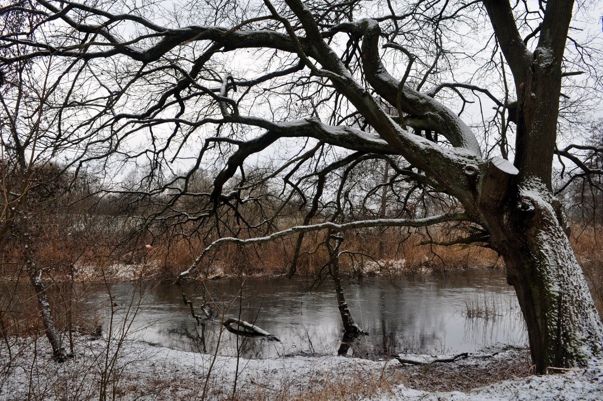 arbre rivière neige hiver