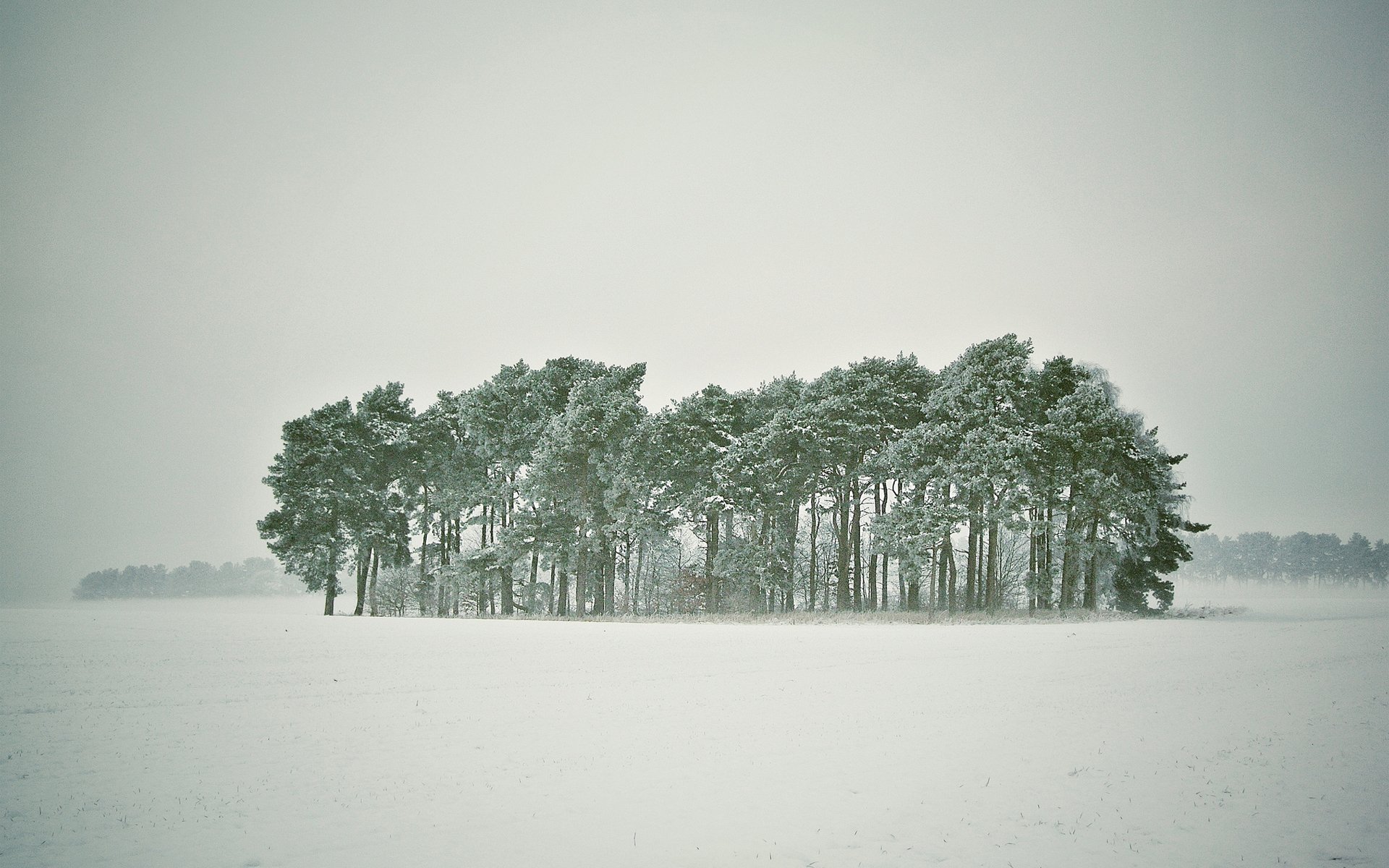 winter schnee bäume wald schneesturm verschneit