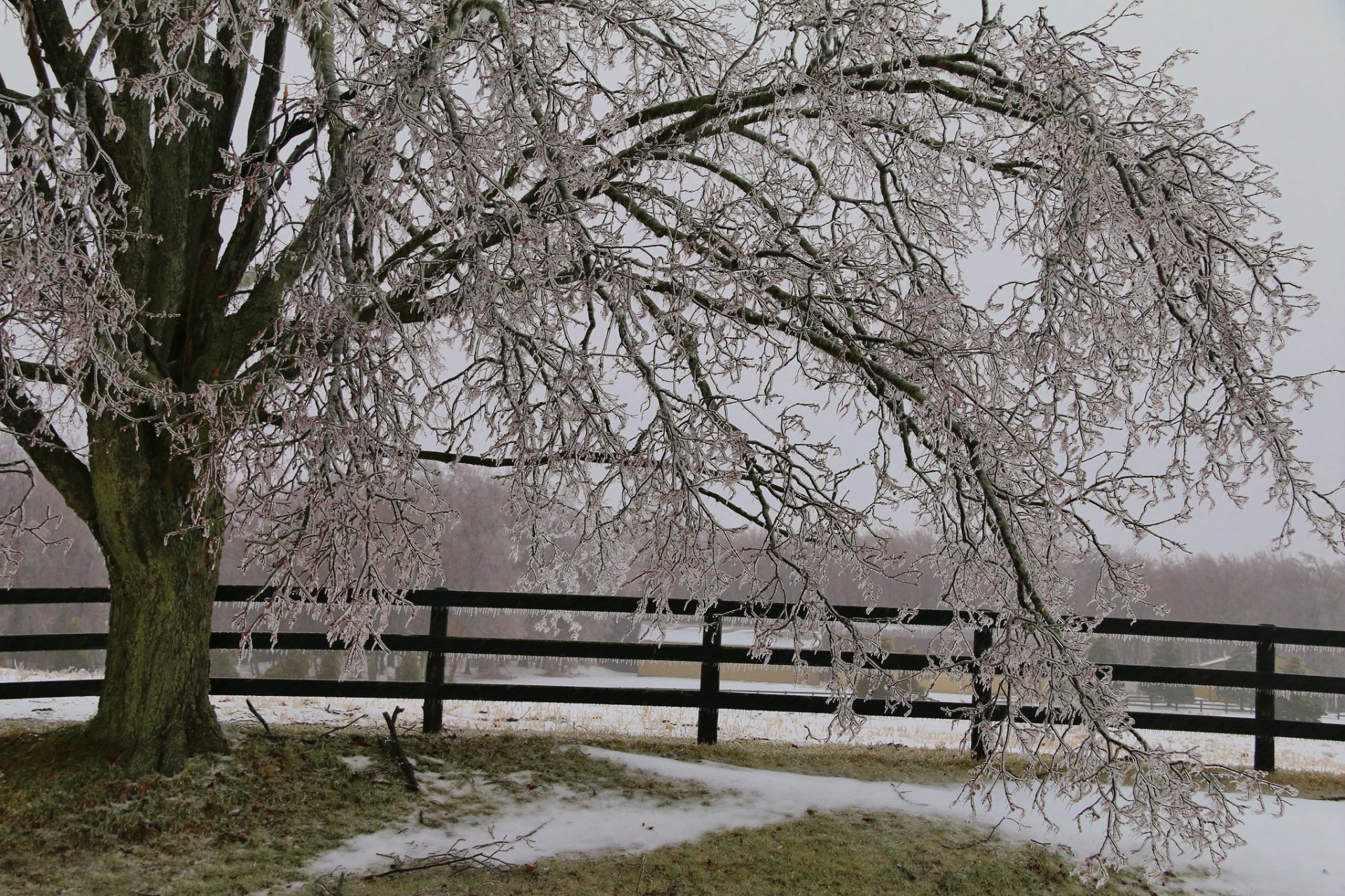 recinzione albero neve ghiaccio ghiaccioli