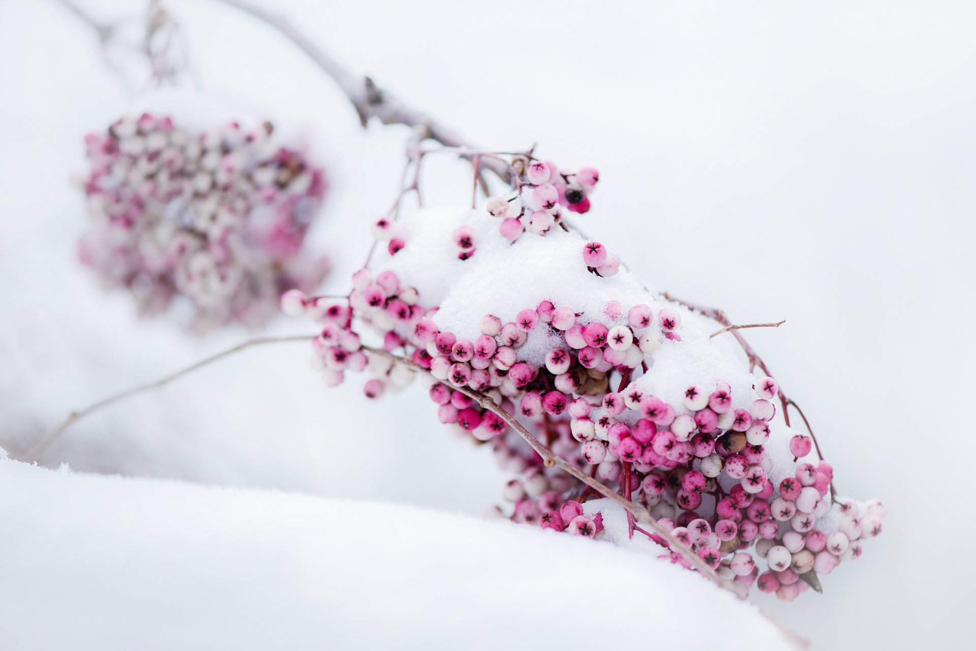 bacche rosa neve inverno ramo stagione