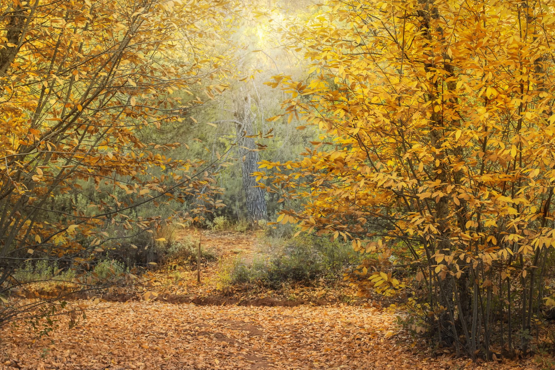 automne forêt châtaignes