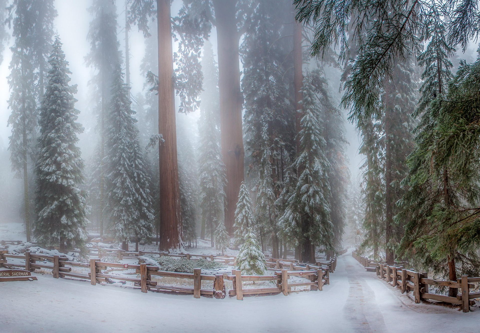 inverno neve alberi sikvoi parco