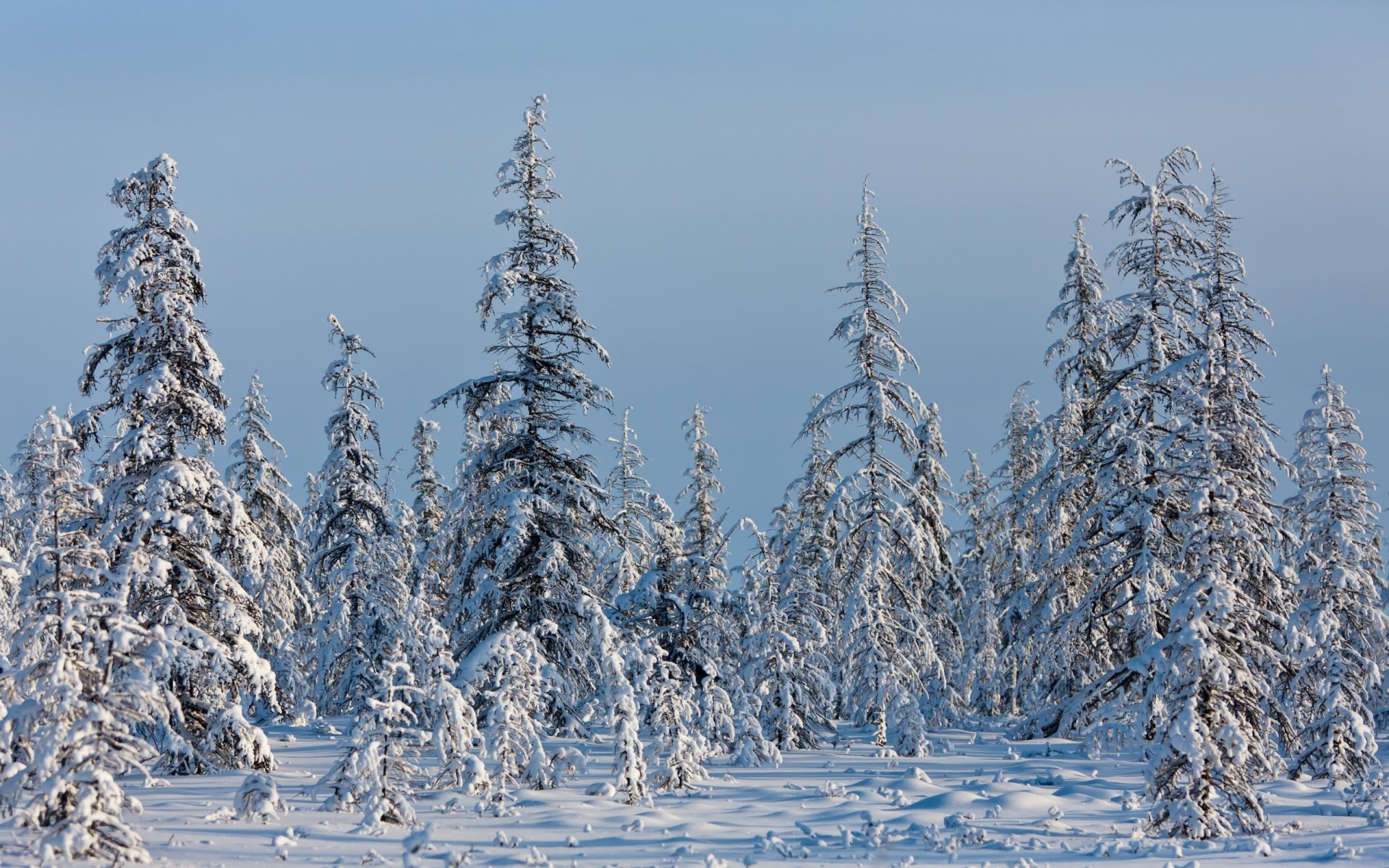 winter fichte schnee kälte