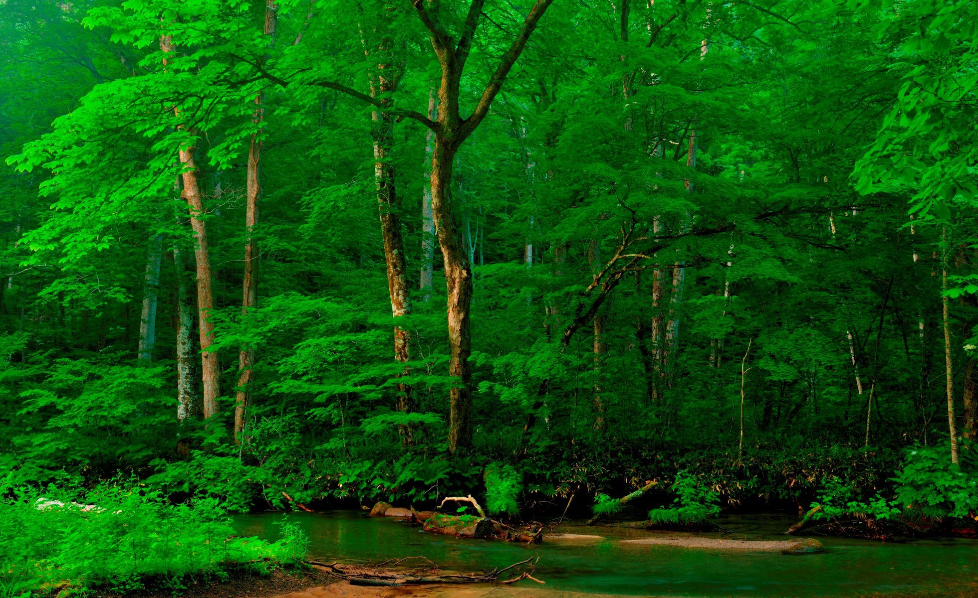 fiume riva foresta alberi alpi