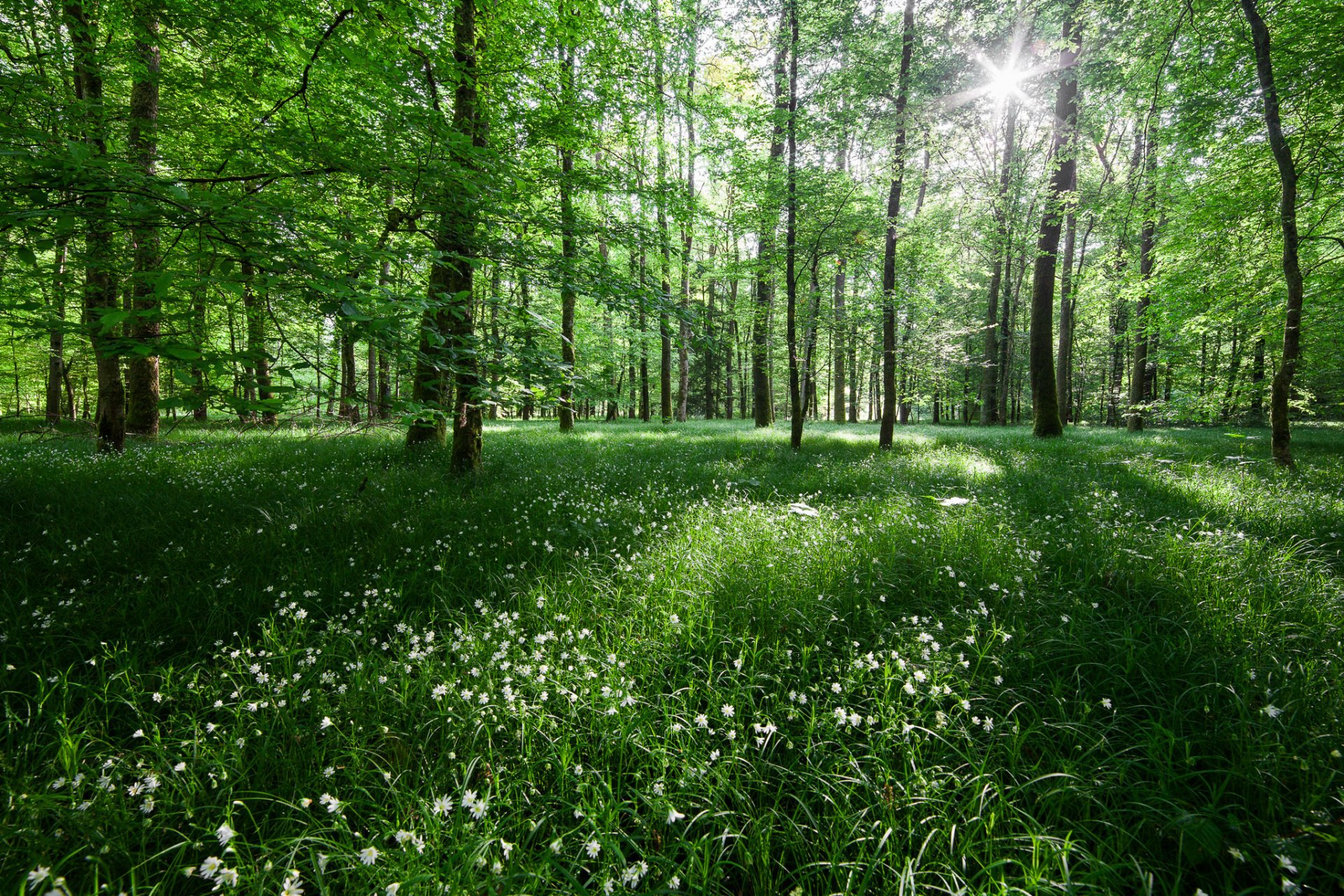 forêt arbres nature lumière fleurs