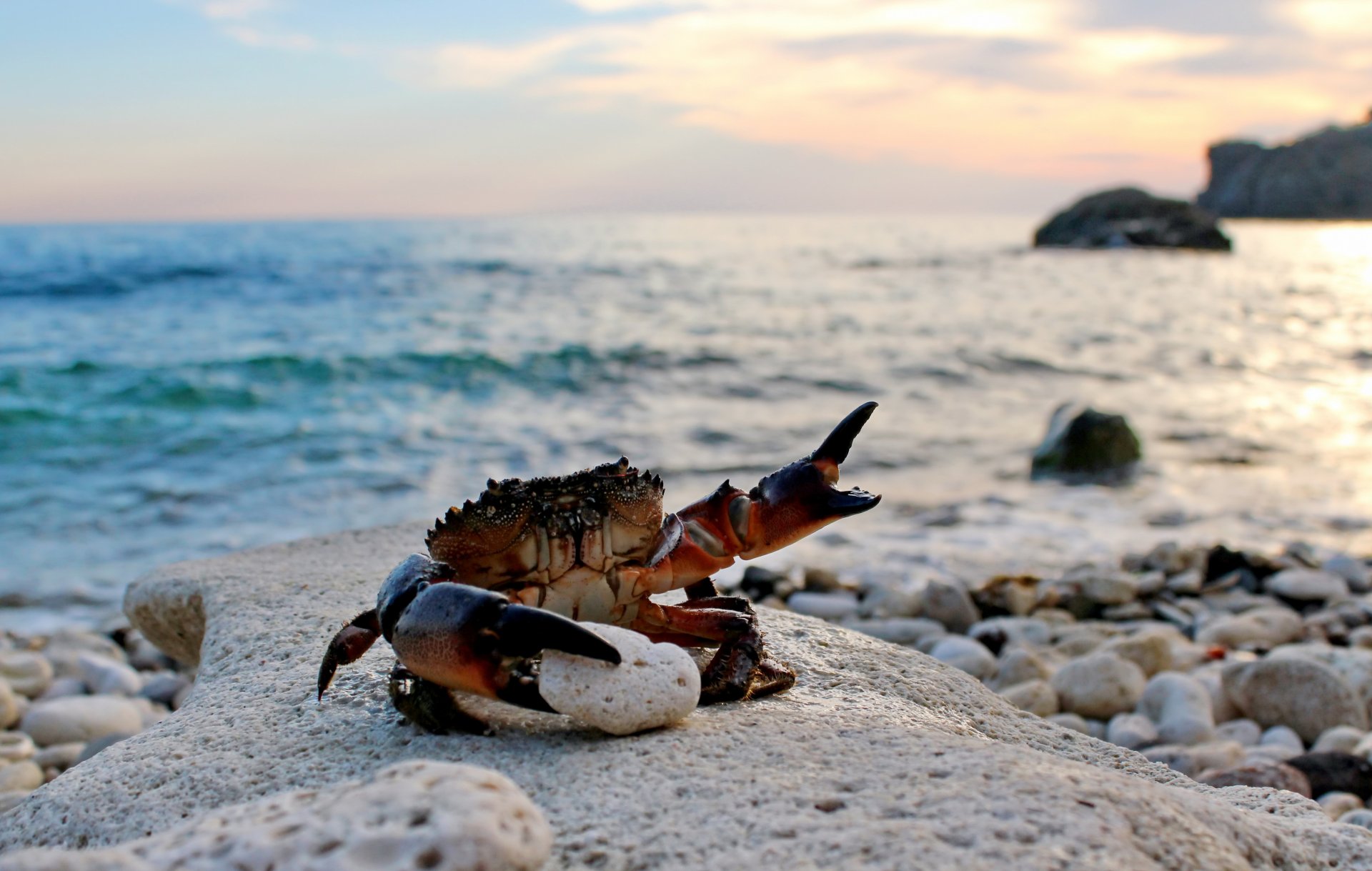 crab eriphia spinifrons krabs sea beach sand waves stones claws yandex pictures hall of fame