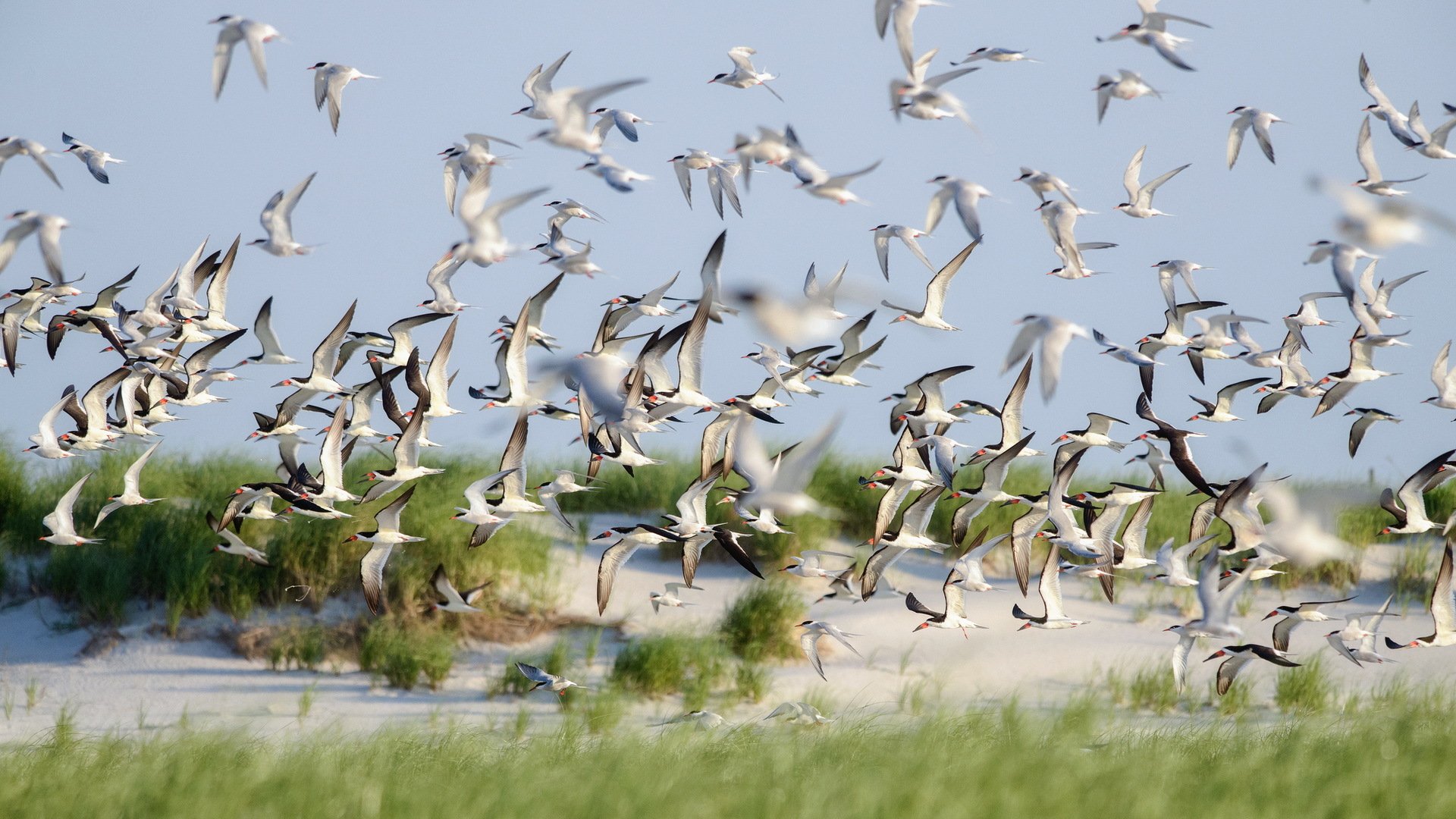 odpieniacze ptaki latanie lido beach natura latem