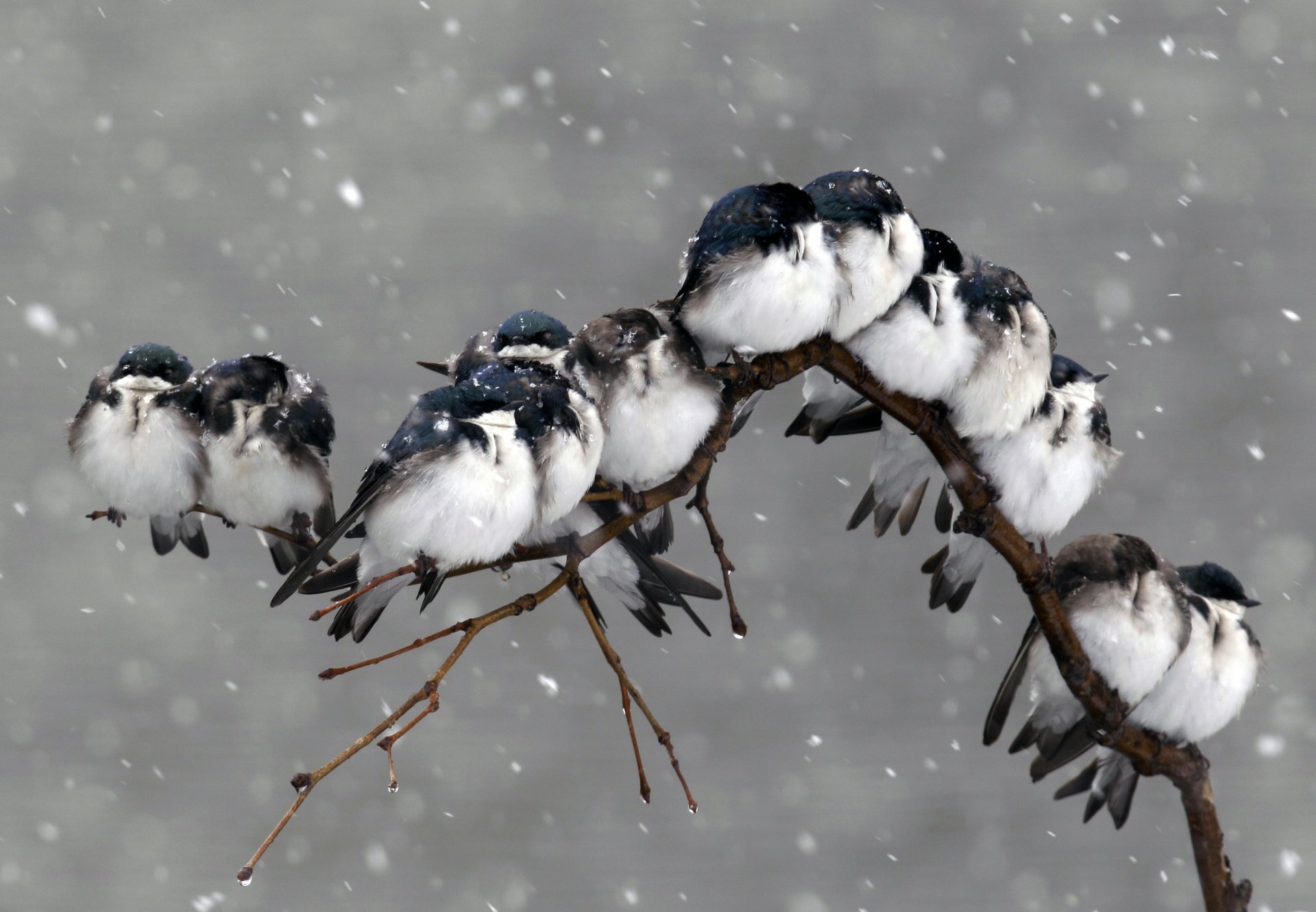 nature birds branch snow