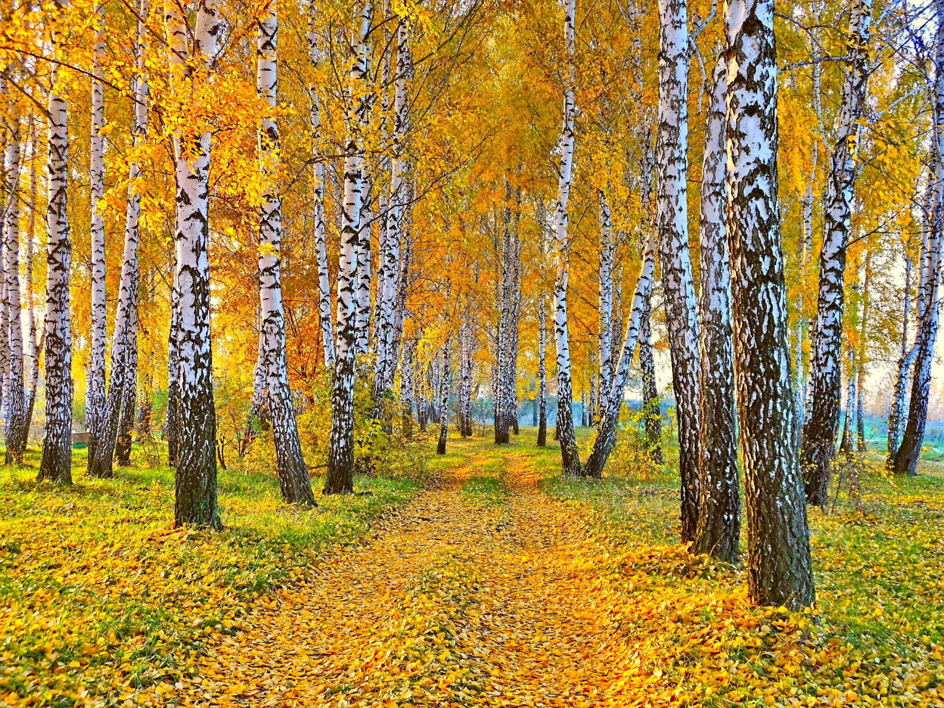 nature landscape autumn road yellow leaves birch