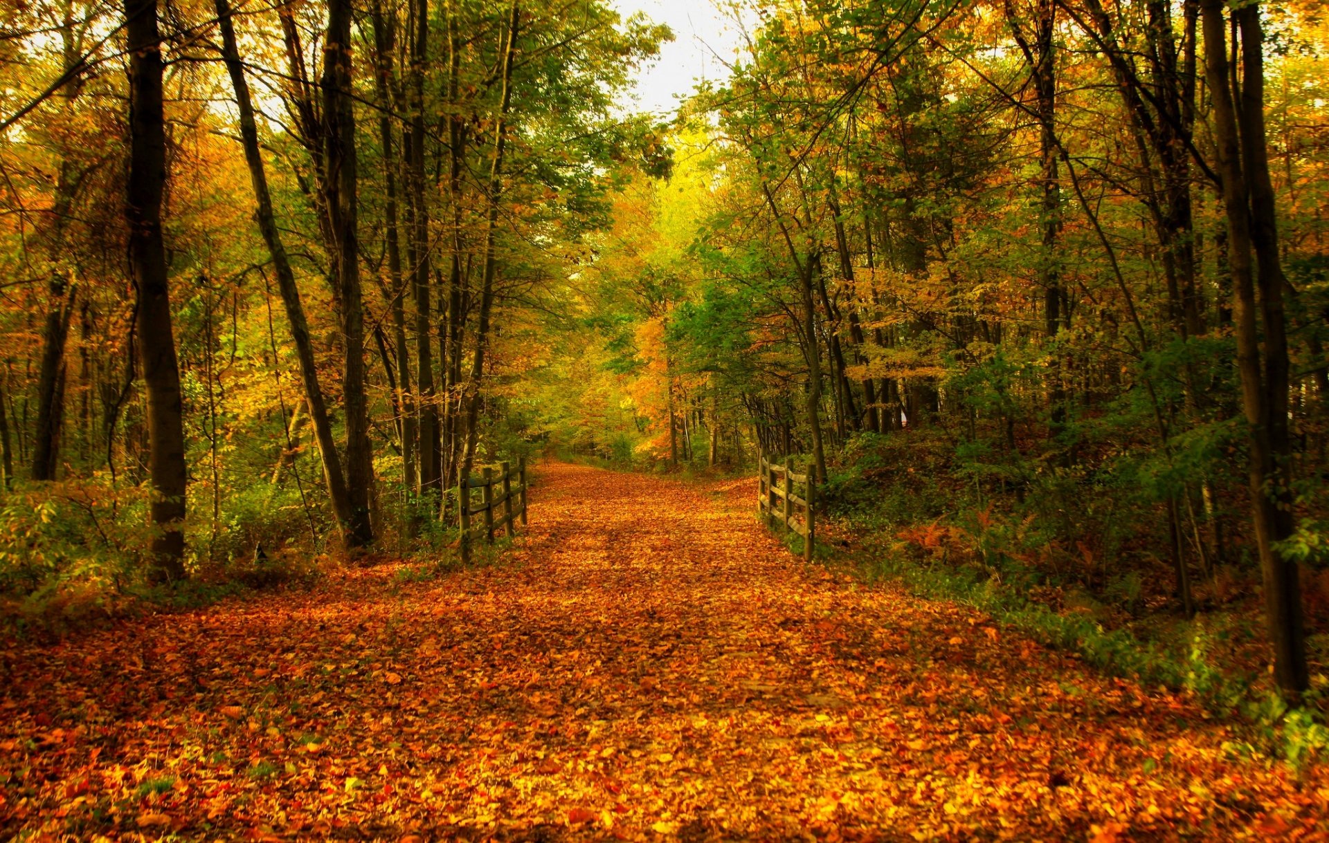 natura foresta parco alberi ponte foglie colorato strada autunno caduta colori passeggiata