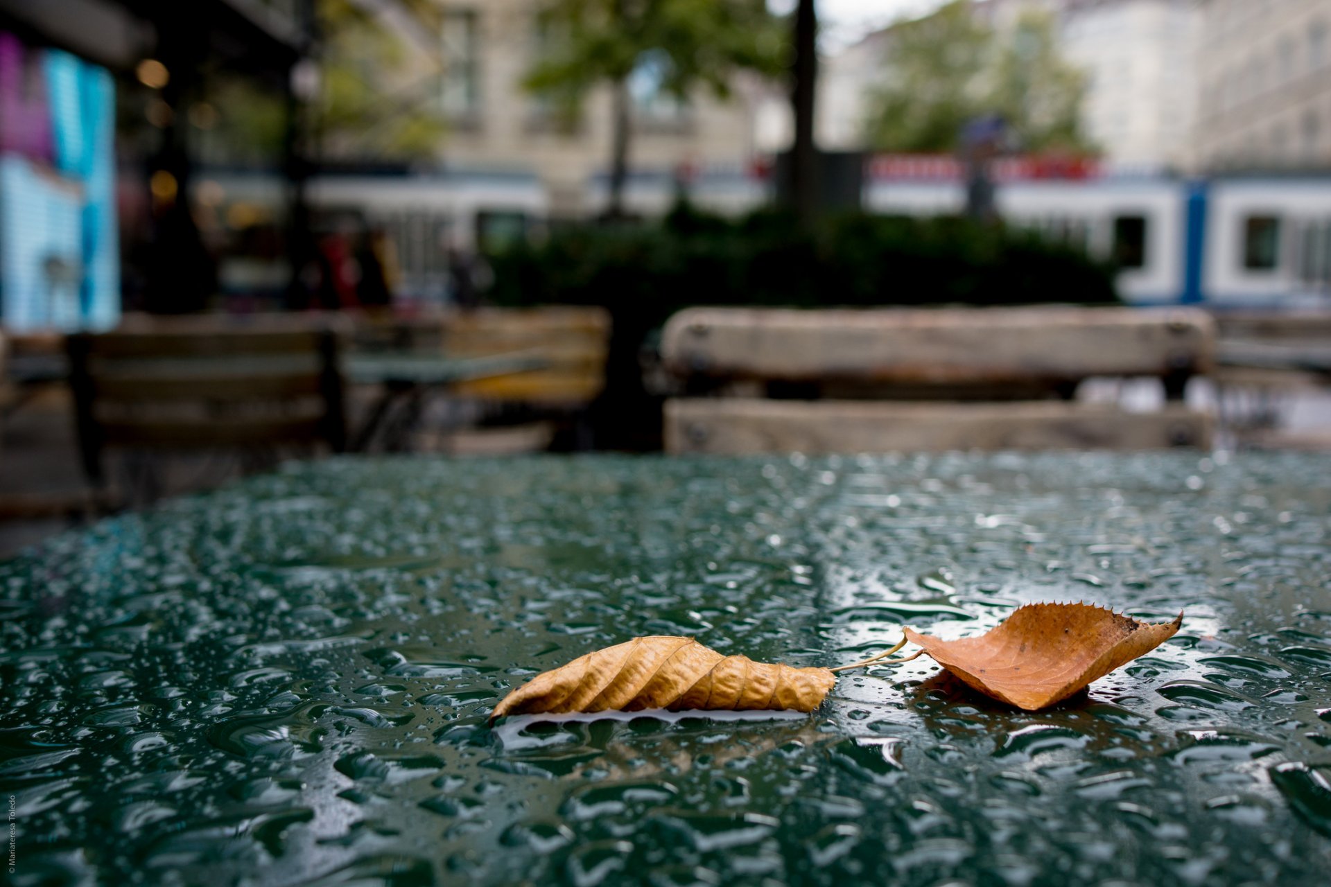 leaves autumn rain drops cafe table town