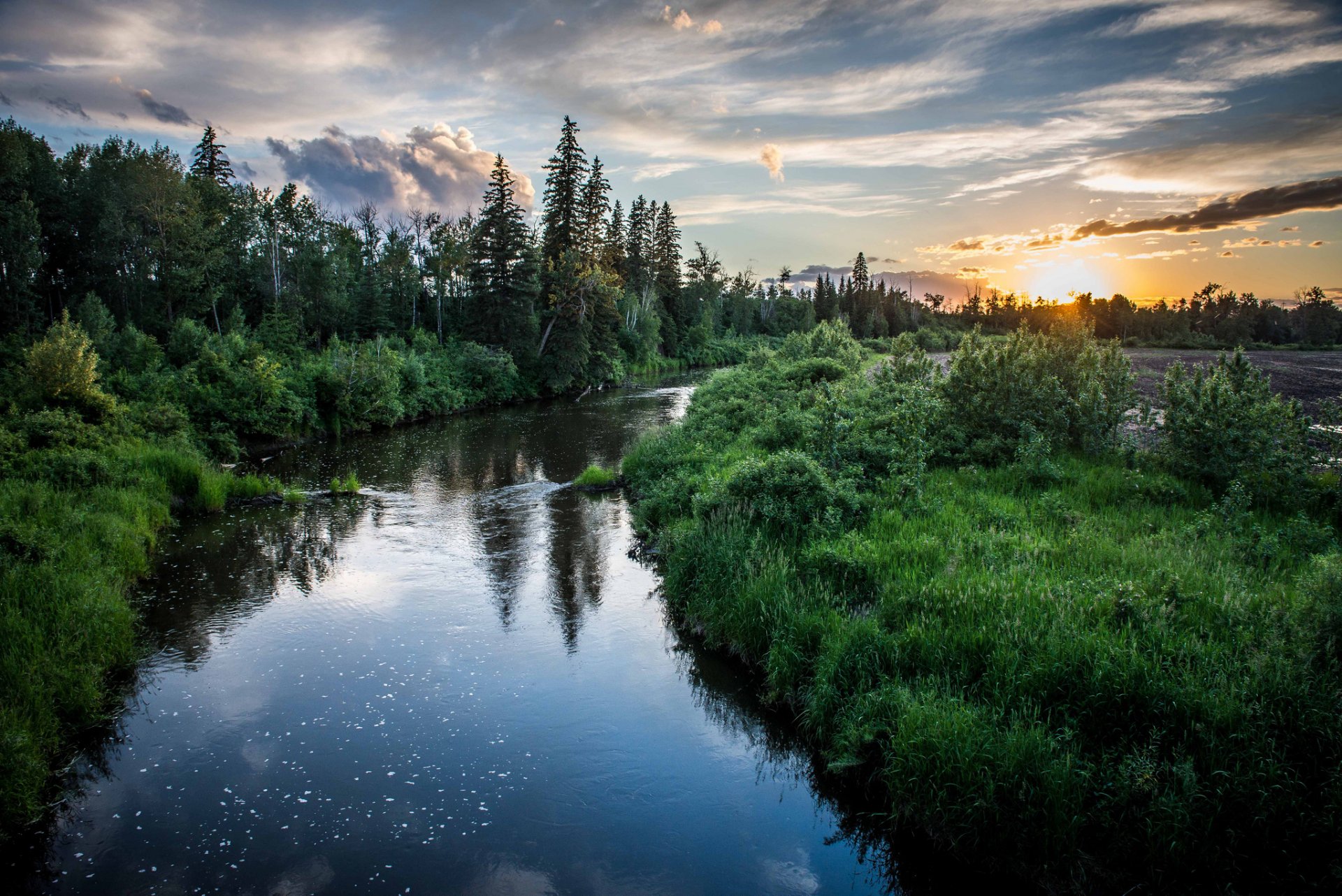 tree river night sunset