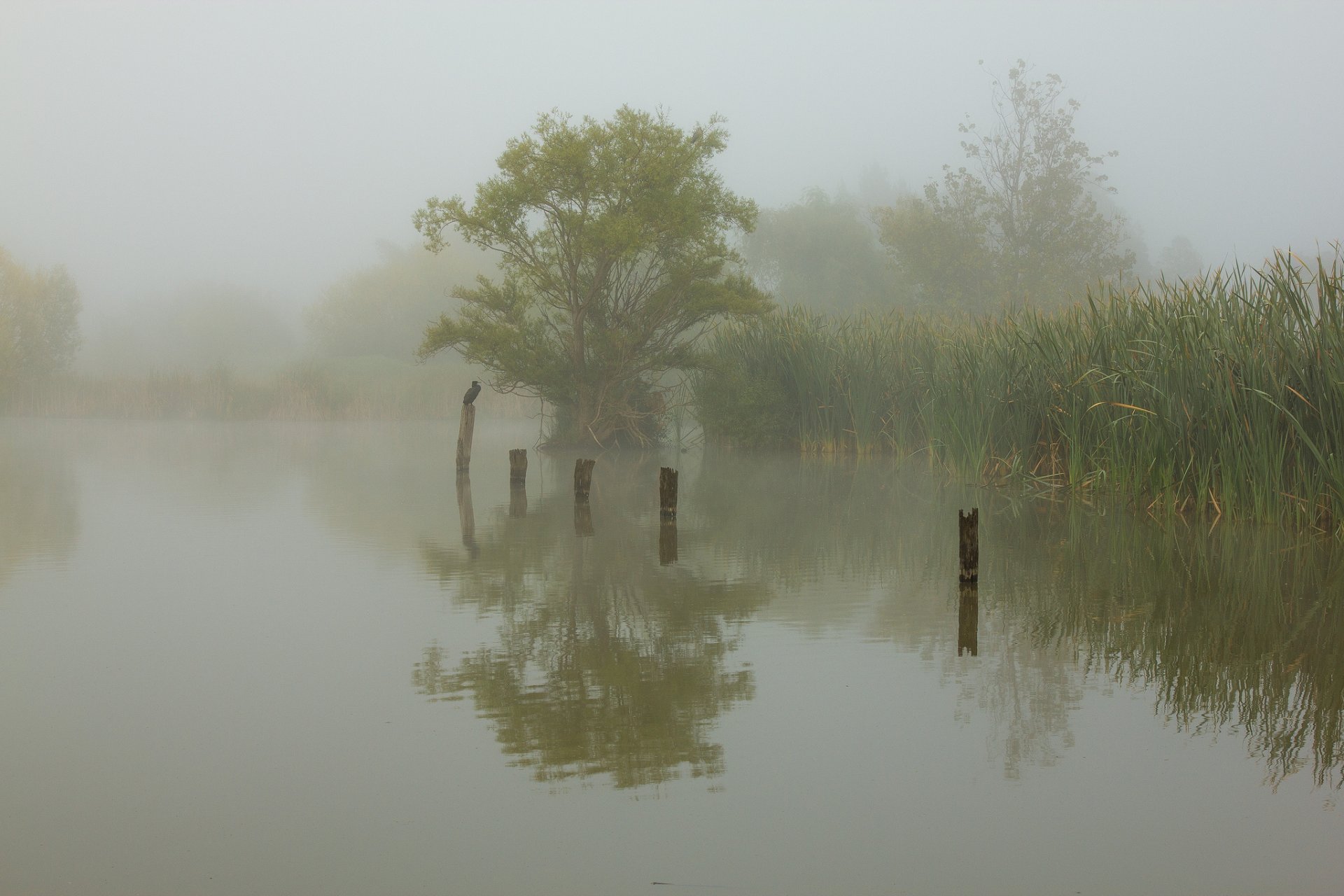 lac roseau oiseau matin brouillard