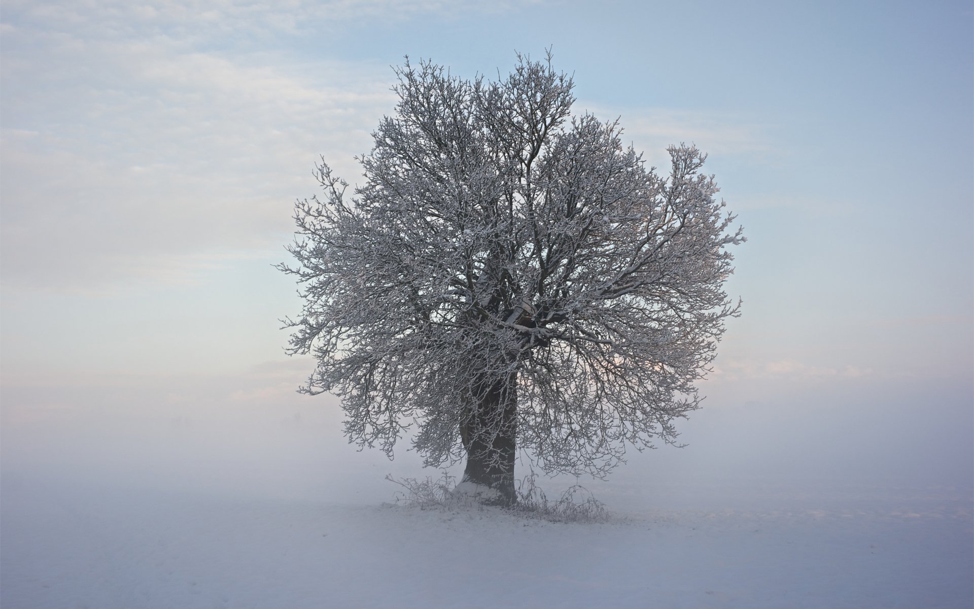 invierno nieve frío árbol ramas