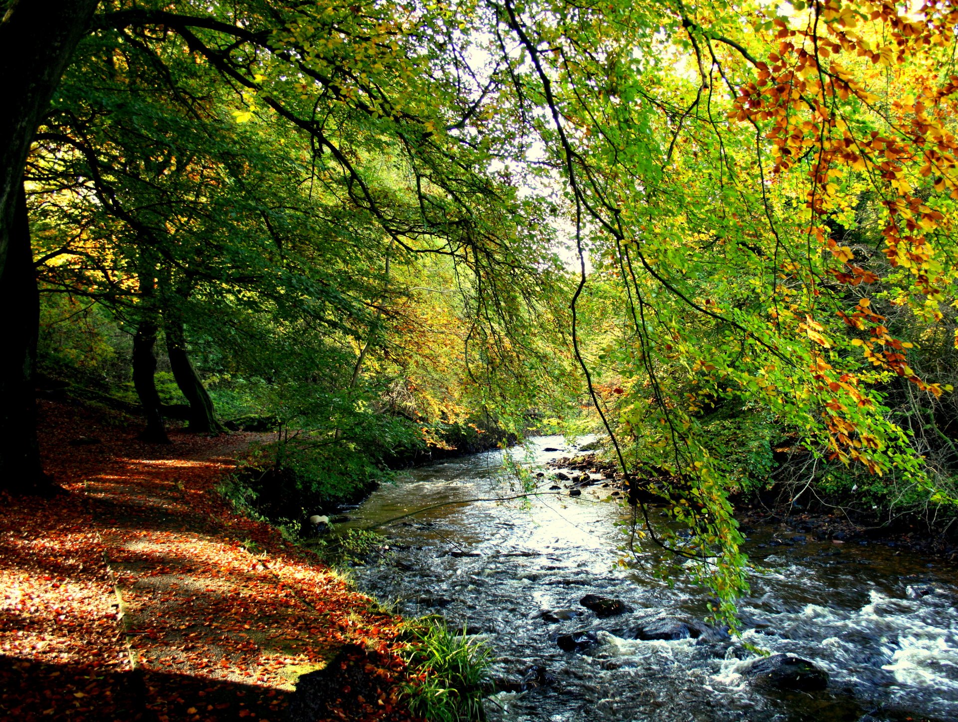 bach ufer wald bäume laub herbst