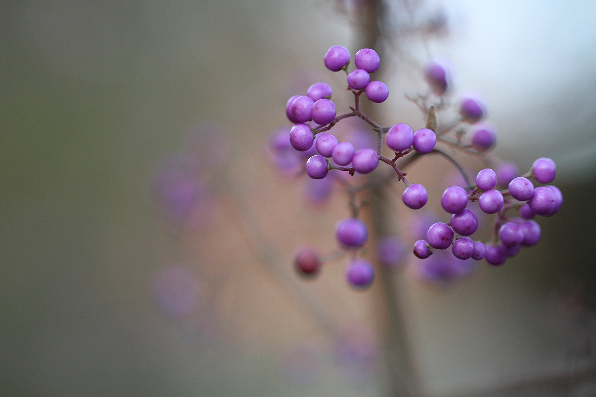 arbusto bayas lila púrpura fruta hermosa callicarpa macro enfoque desenfoque