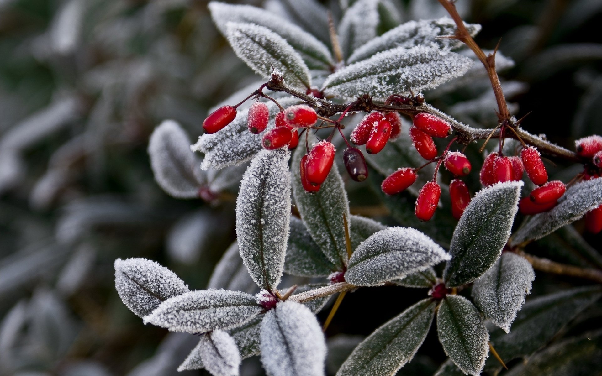 natura pianta ramo foglie frutti bacche gelo gelo gelo inverno