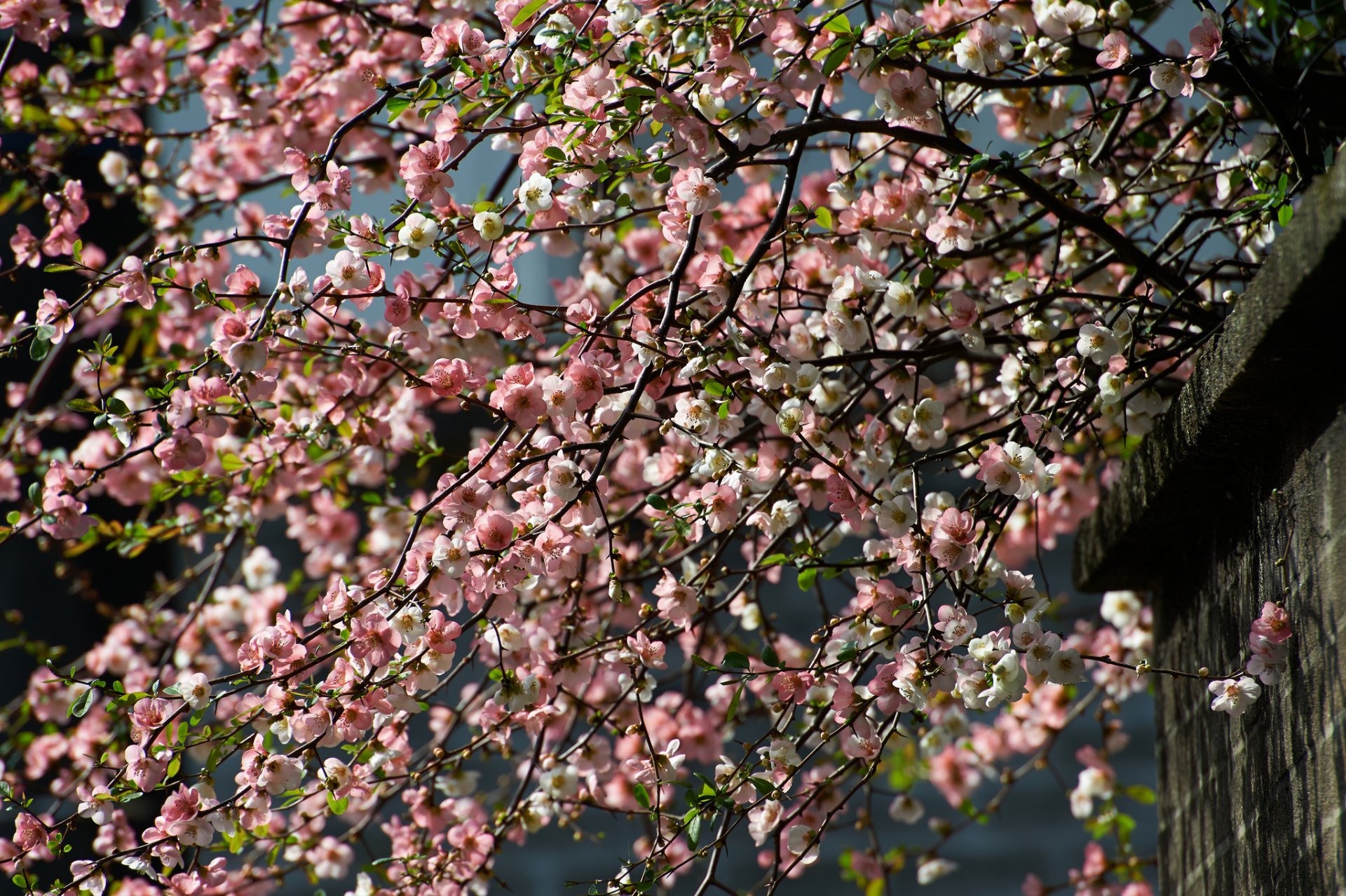 primavera árbol ramas floración cereza