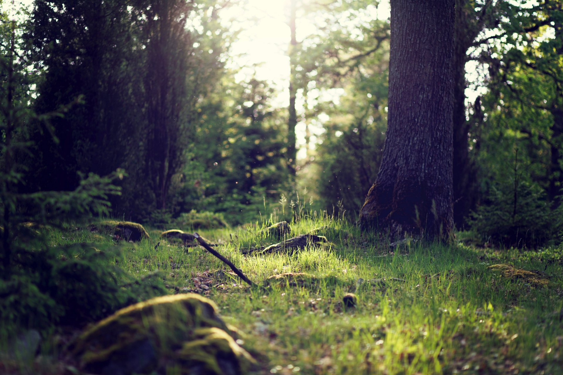 forest tree trunks bush grass green light nature