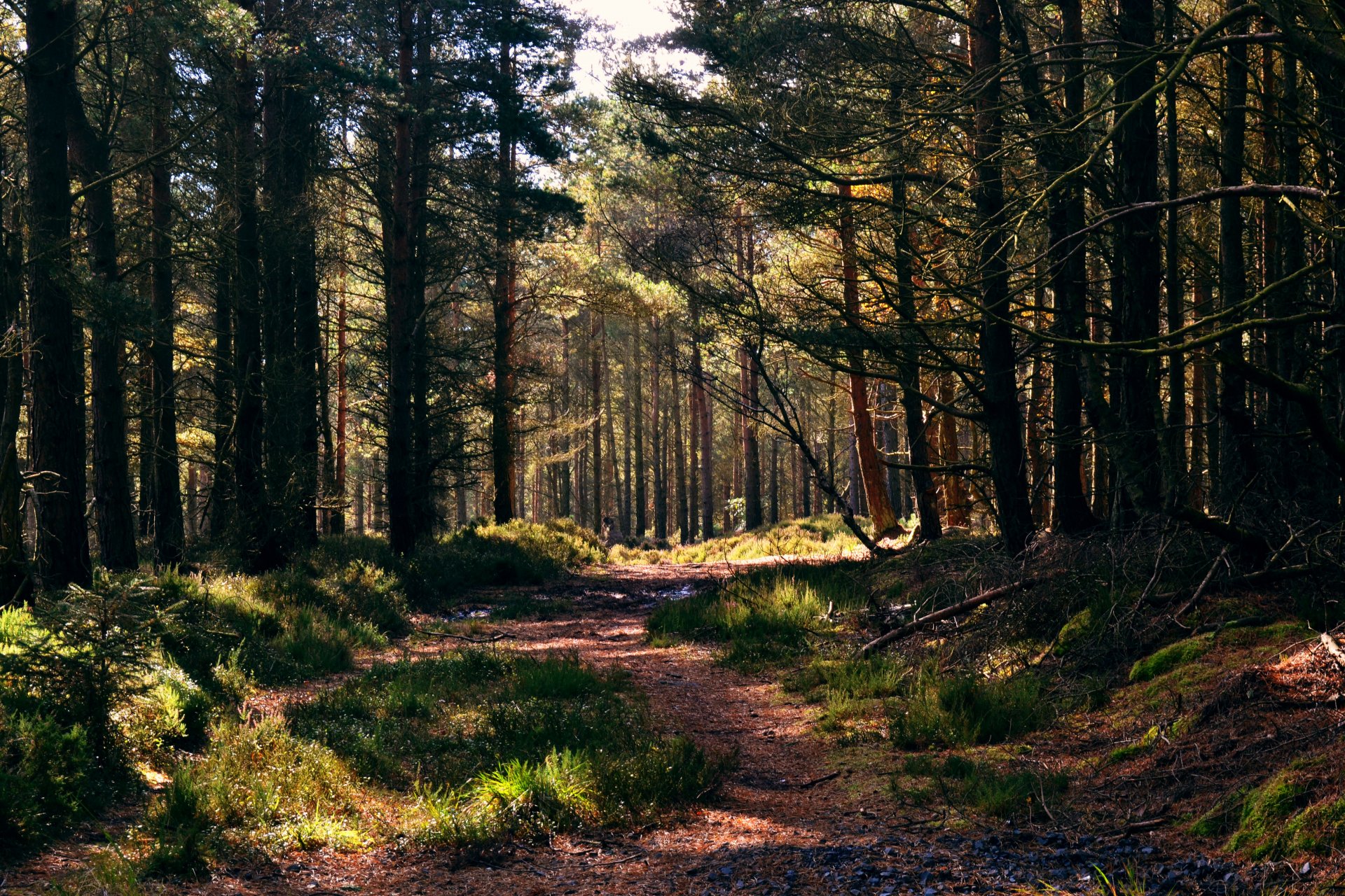 wald gehweg kiefern gras