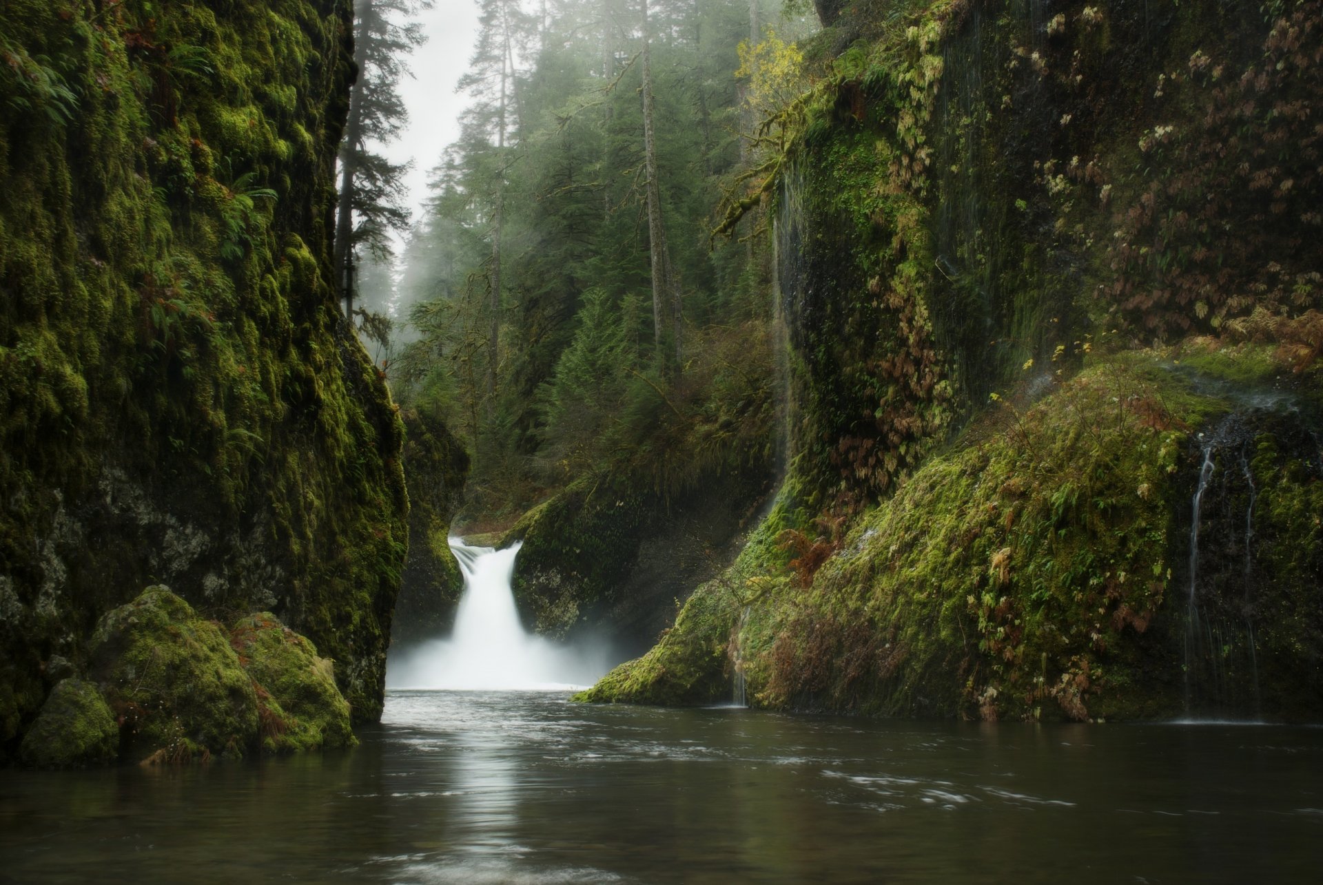 natura alberi foglie acqua foresta