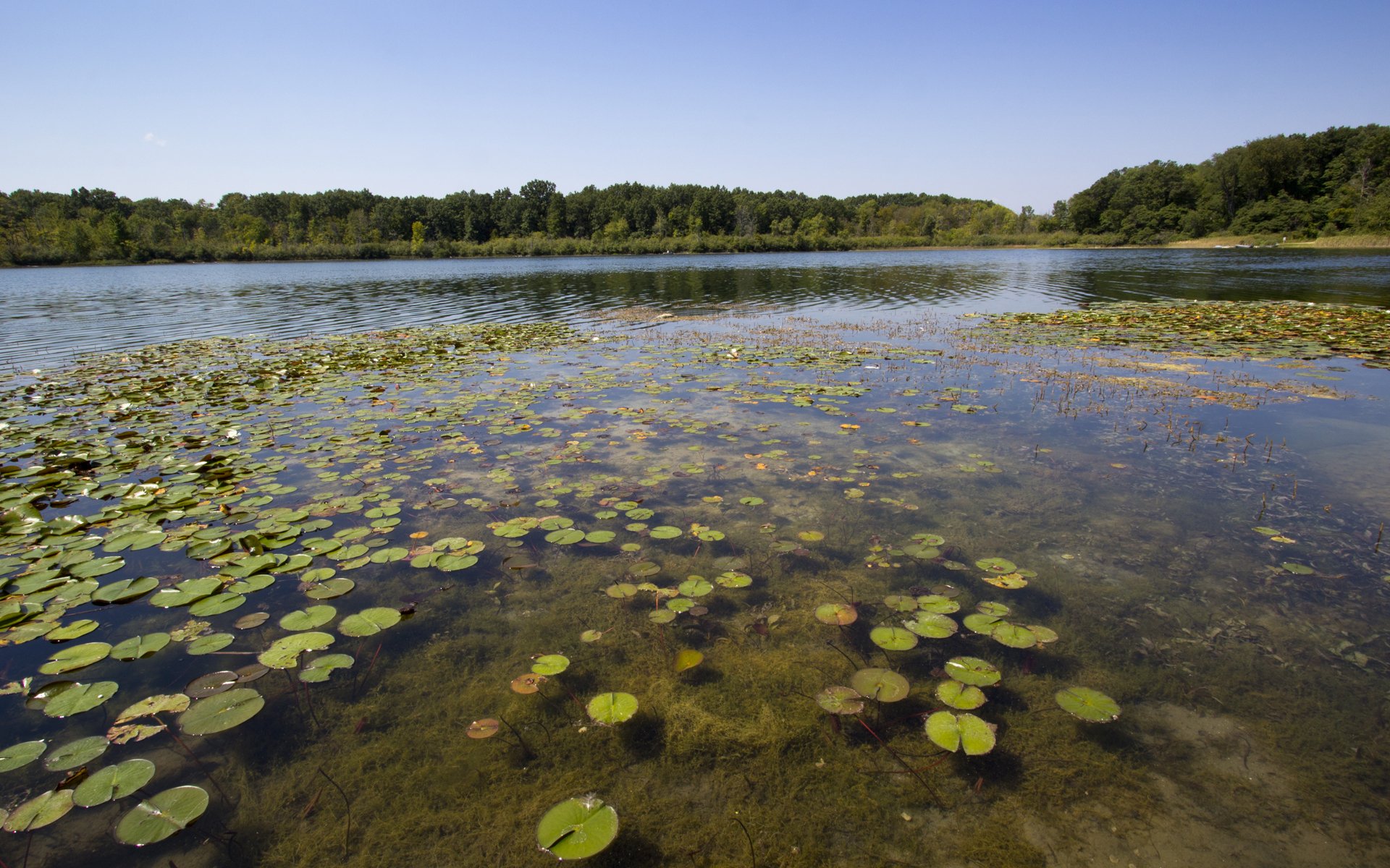 natura staw bagno liście okrągłe osierocone las