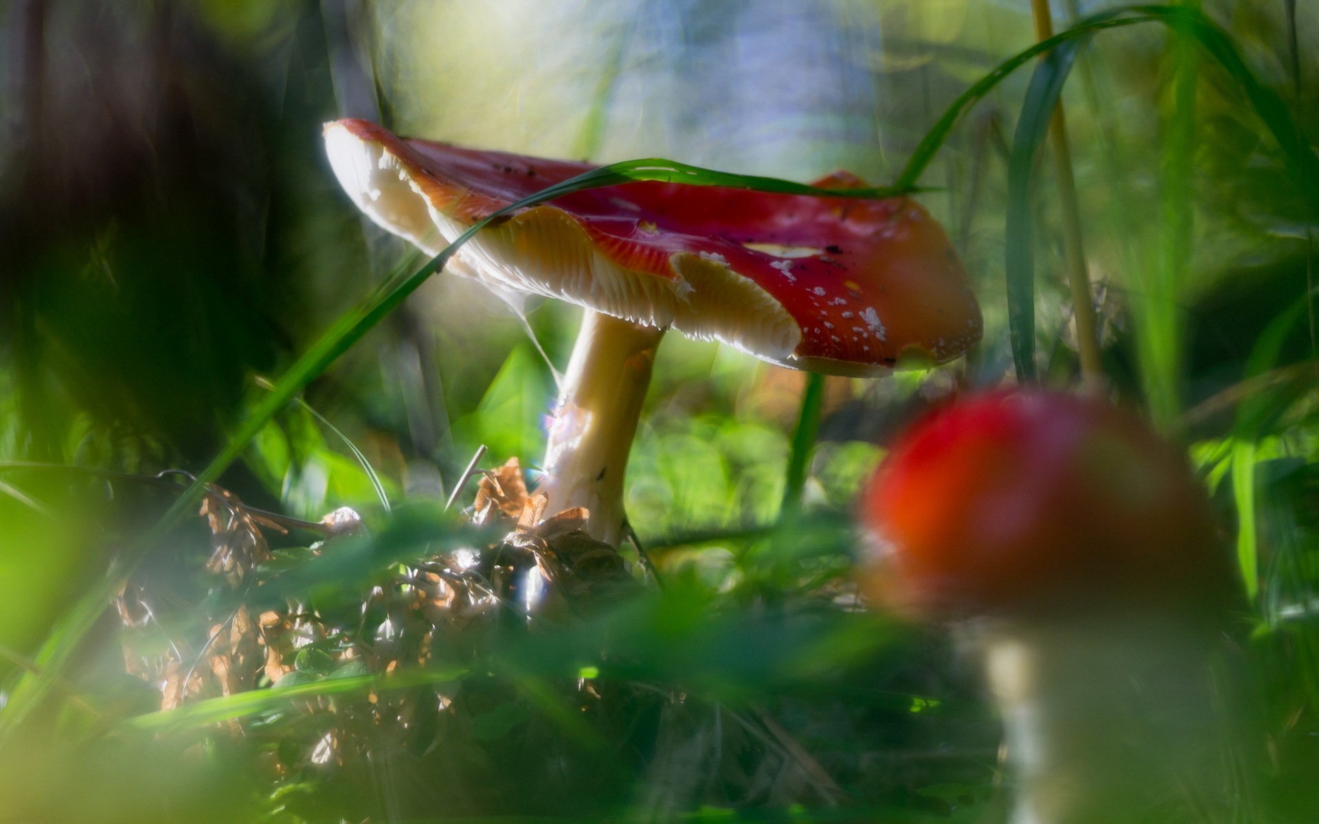 champignons forêt nature