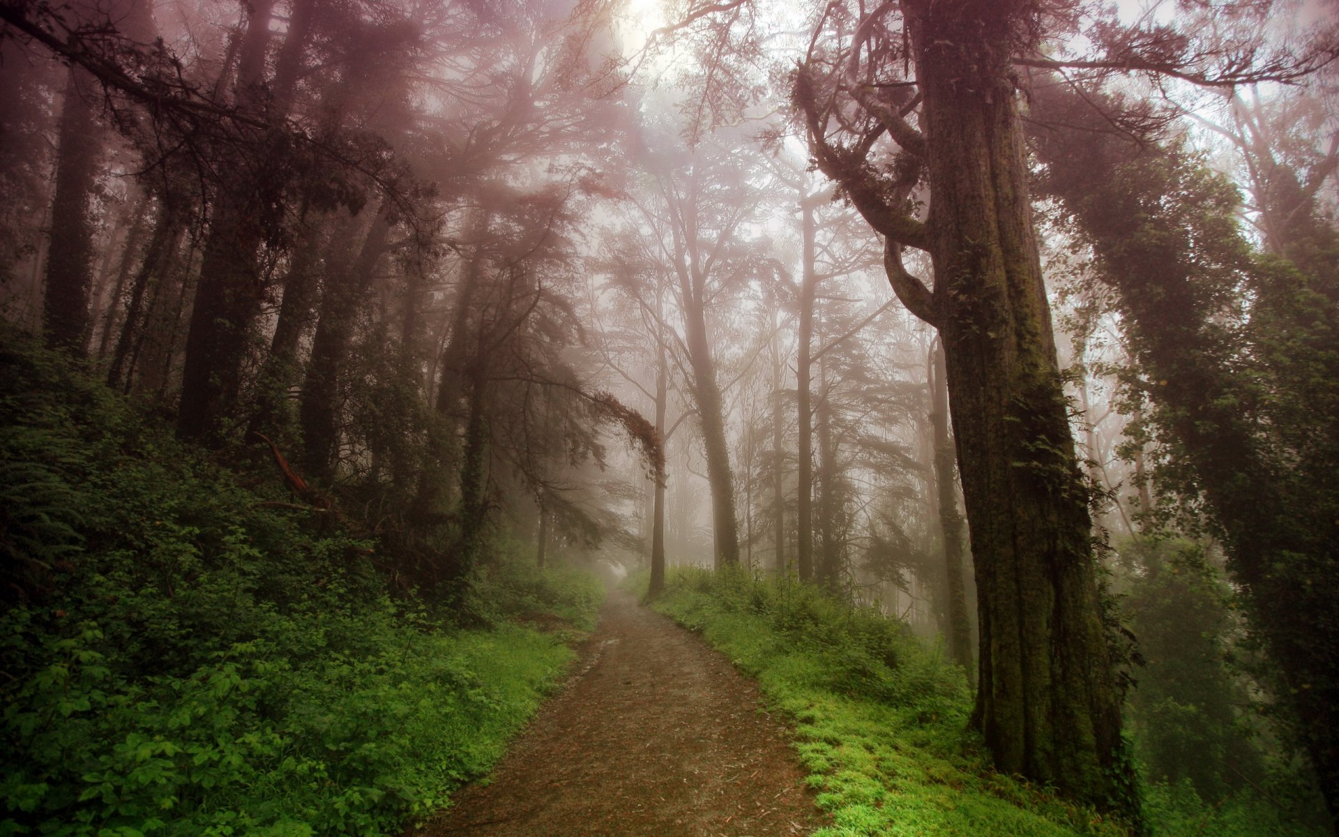 road mountain fog nature