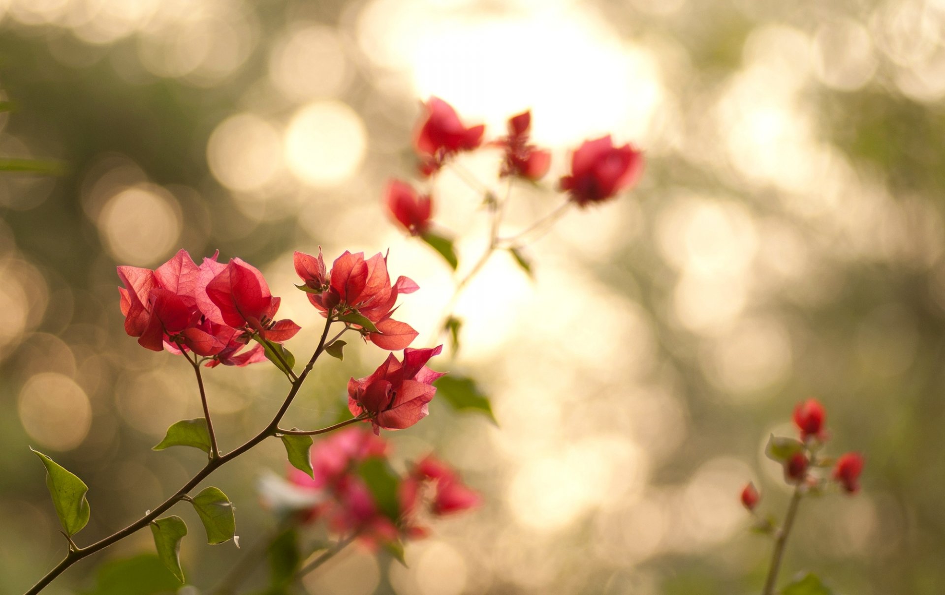 rami foglie petali fiori rosa verde natura bokeh luce