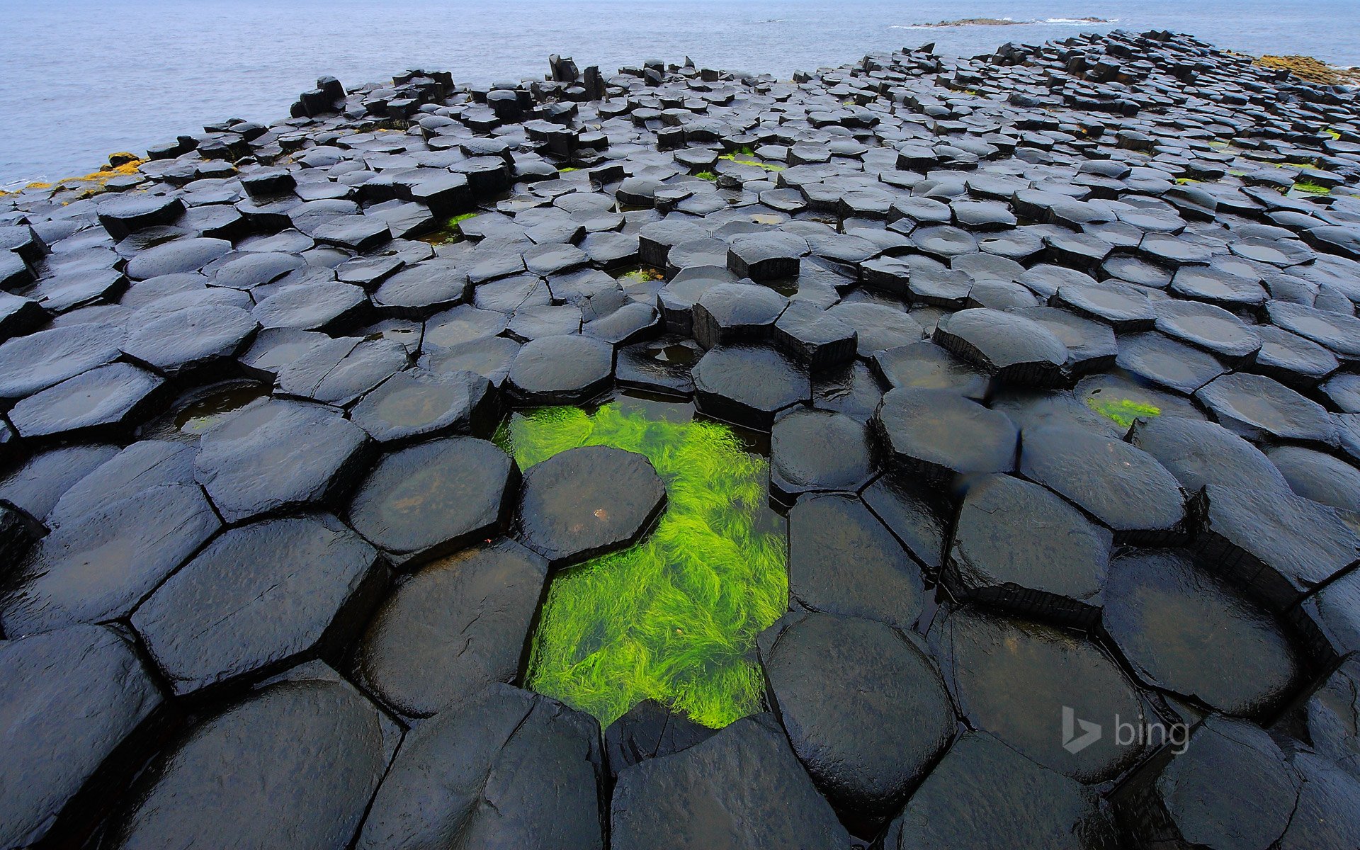 antrim irlande du nord gb barrage mer algues