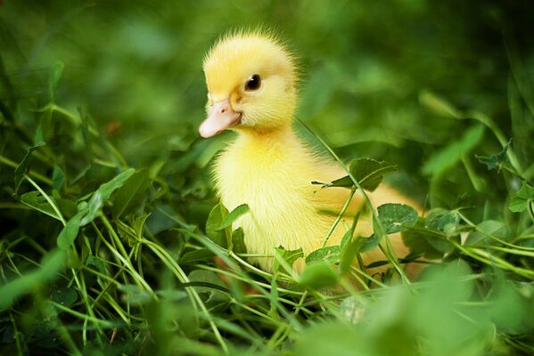 A small yellow duckling on a background of juicy greenery. Photographer Anna Levankova
