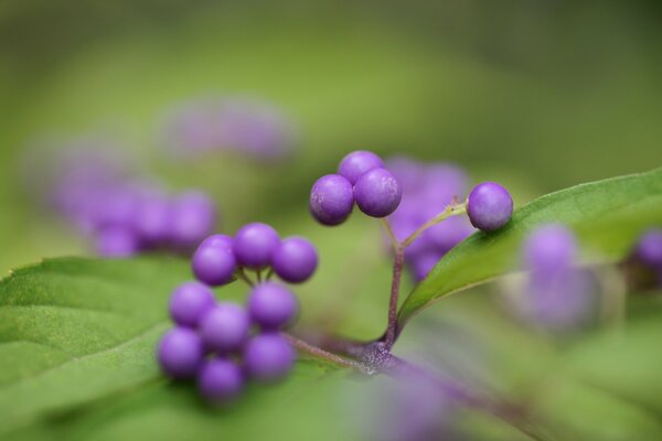 A shrub with purple berries grows in the village