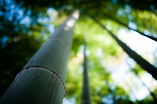 Forêt de bambous par temps clair