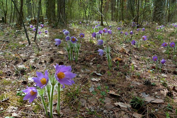 Flowers in the spring forest