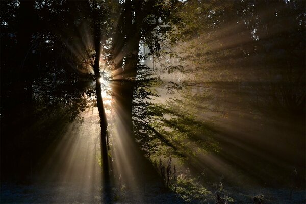 Światło słoneczne przebijające się przez korony drzew