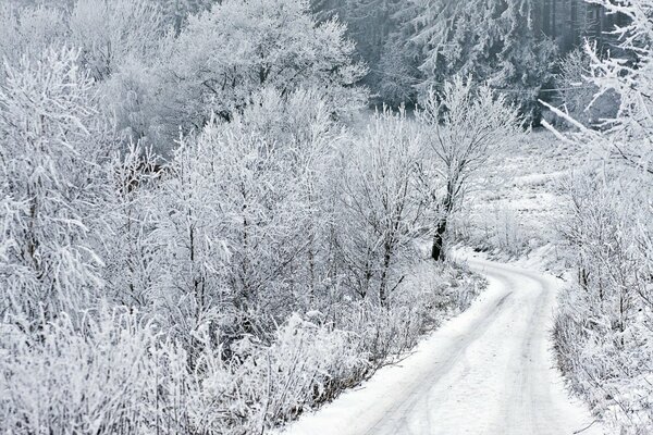 Winter road. Snow-covered trees