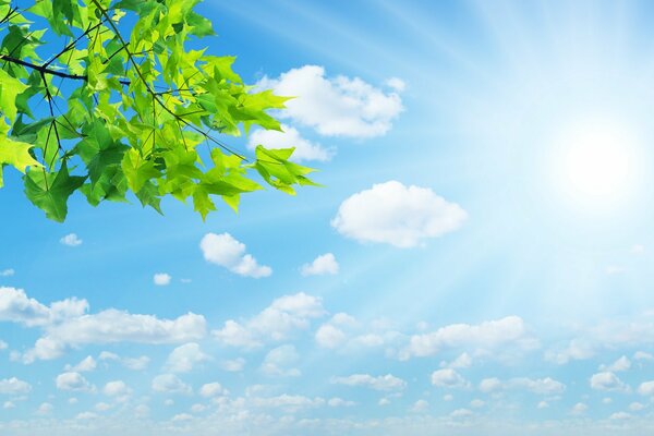 Hojas verdes contra el cielo soleado