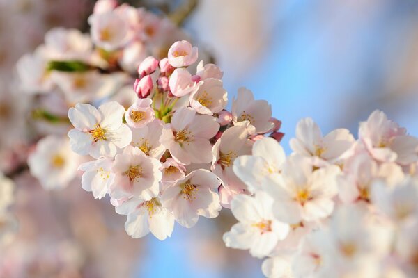 Cherry cherry blossoms are very beautiful in autumn