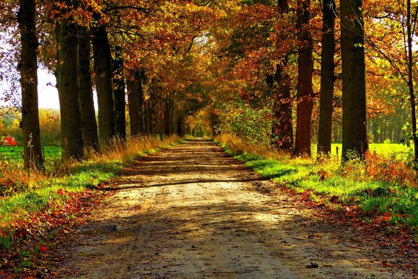 Sunny weather in the autumn park