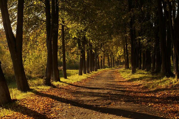 Bonito camino de hojas amarillas. Otoño dorado