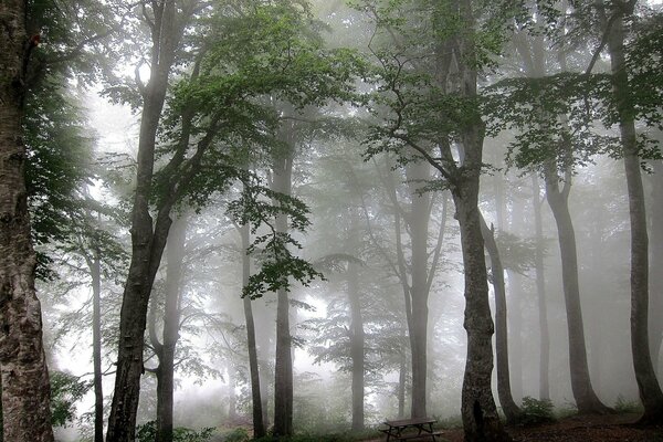 Árboles del bosque en niebla espesa