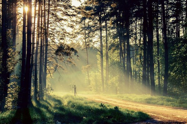 Waldlandschaft. Grüner Wald. Sonnenlicht unter den Bäumen