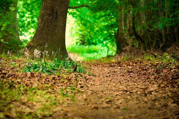 A path in a beautiful forest