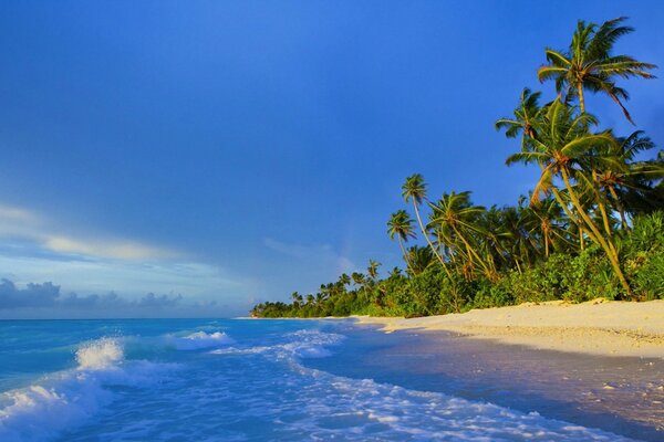 Costa oceánica con palmeras y arena caliente. Fondos de Escritorio