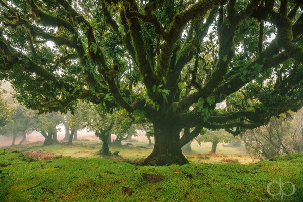 Image of a large green tree, thick stem and branches