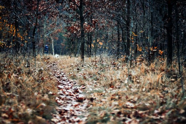 Ścieżka usiana liśćmi w jesiennym lesie
