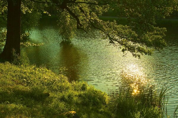 Nature summer forest by the river